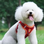 Peitoral para Cachorros Ajustável com Guia Refletivo Vermelho no Poodle