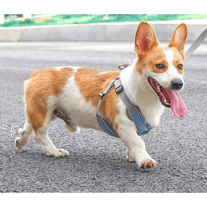 Coleira Peitoral para Cachorro Ajustável Refletivo - Cães Pequenos e Médios - Azul