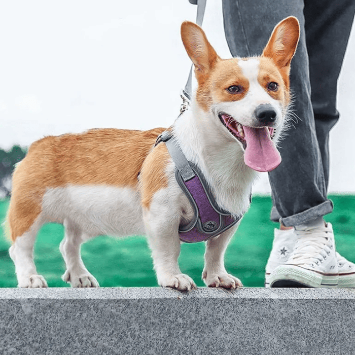 Coleira Peitoral para Cachorro Ajustável Refletivo - Cães Pequenos e Médios - Lilás