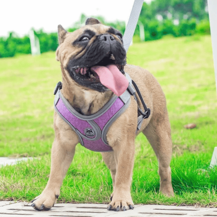 Coleira Peitoral para Cachorro Ajustável Refletiva Lilás