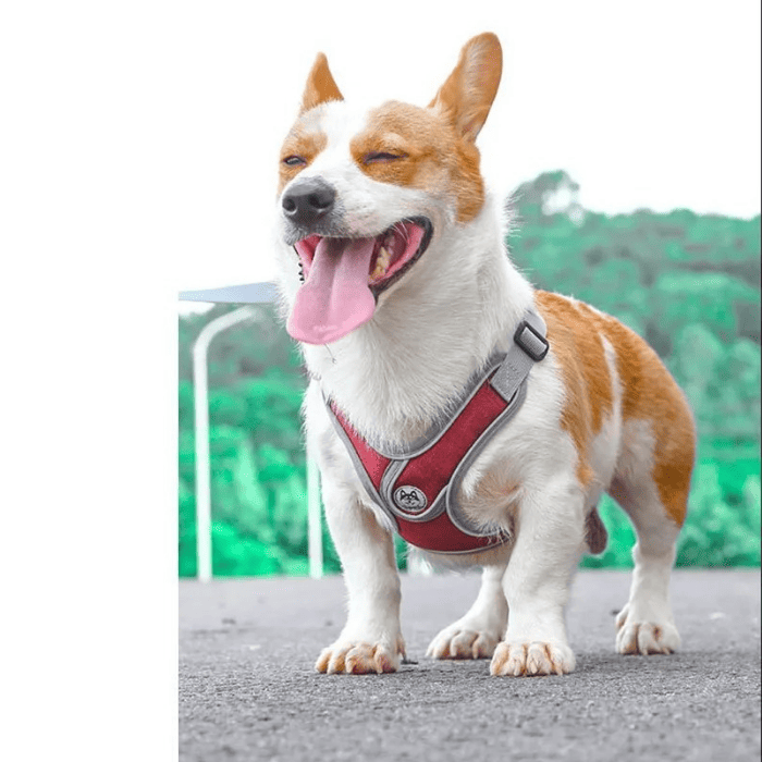 Coleira Peitoral para Cachorro Ajustável Refletivo - Cães Pequenos e Médios - vermelho