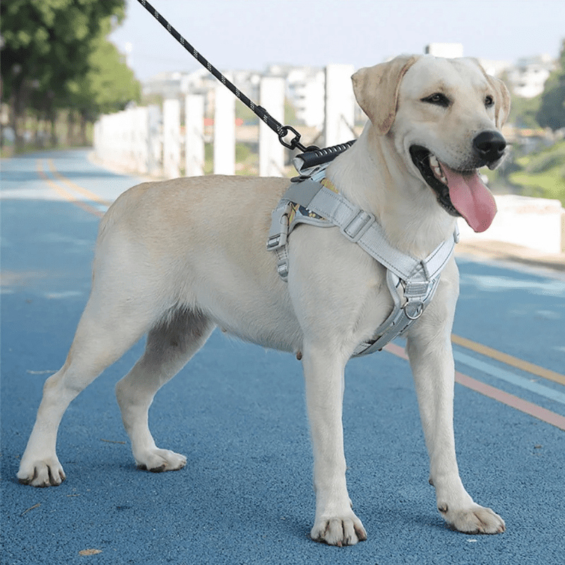 Coleira Peitoral para Cachorro Grande Antipuxão com Alça