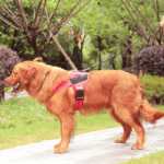 Coleira para Cachorro Peitoral Personalizada