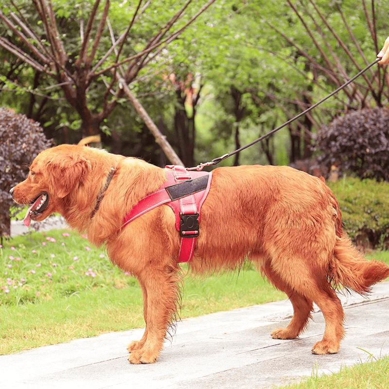 Coleira para Cachorro Peitoral Personalizada - Vermelha