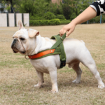 Coleira Antipuxão para Cachorro Ajustável, Macia e Resistente – Bulldog