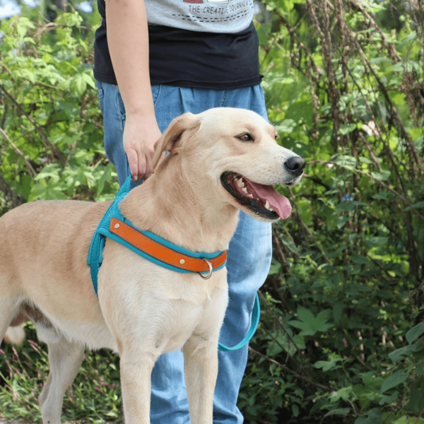 Coleira Antipuxão para Cachorro Ajustável, Macia e Resistente – azul – Labrador