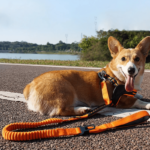 Guia Elástica Multifuncional com Mosquetão para Pets – Cachorro usando