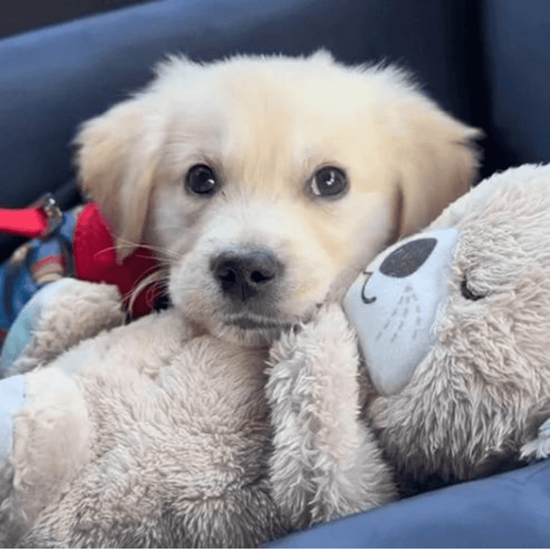 Lontra de Pelúcia Calmante para Cachorros Filhote Labrador