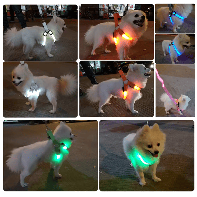 Coleira LED para Cachorro Recarregável