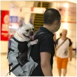 Mochila de Passeio Pet Carrier para Cachorro