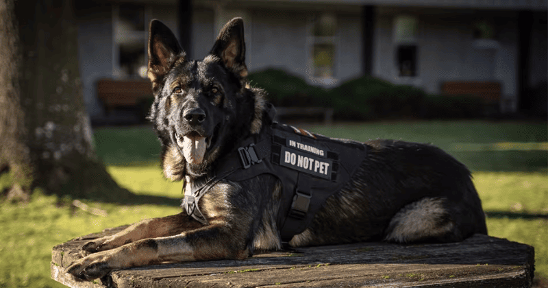 Peitoral K9 Tático para Cães Grandes - Preto - cachorro