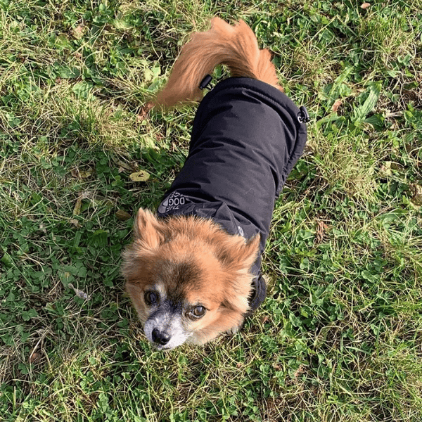 Roupa de Frio para Cachorro Pupreme Dog Face